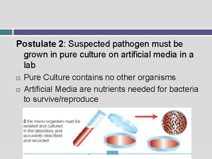Postulate 2: Suspected pathogen must be grown in pure culture on artificial media in