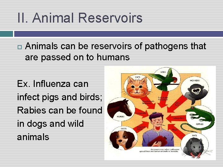 II. Animal Reservoirs Animals can be reservoirs of pathogens that are passed on to