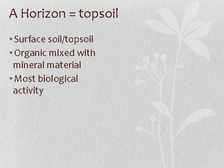 A Horizon = topsoil • Surface soil/topsoil • Organic mixed with mineral material •