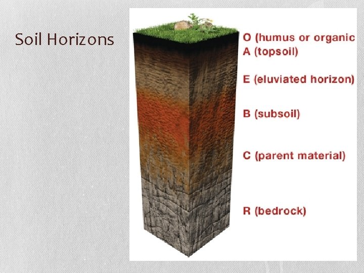 Soil Horizons 