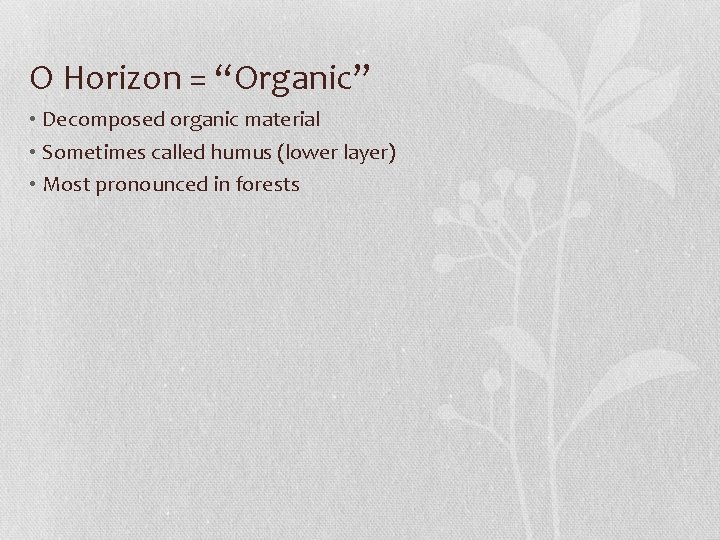 O Horizon = “Organic” • Decomposed organic material • Sometimes called humus (lower layer)
