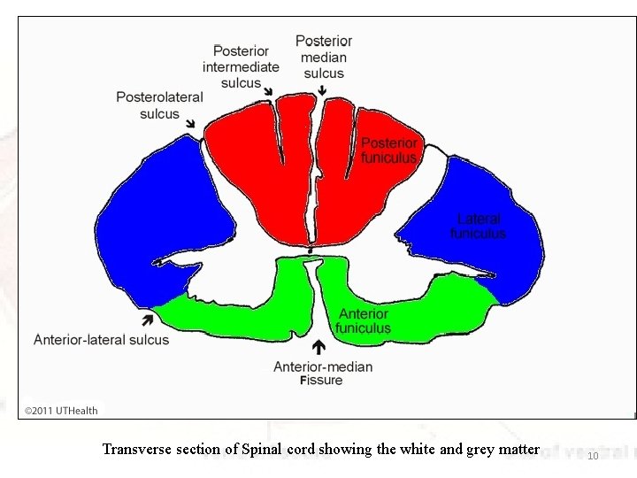 Transverse section of Spinal cord showing the white and grey matter 10 