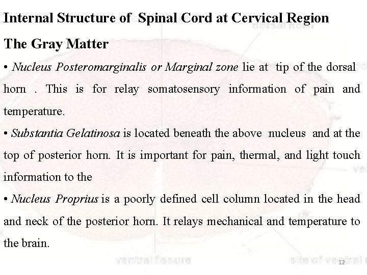 Internal Structure of Spinal Cord at Cervical Region The Gray Matter • Nucleus Posteromarginalis