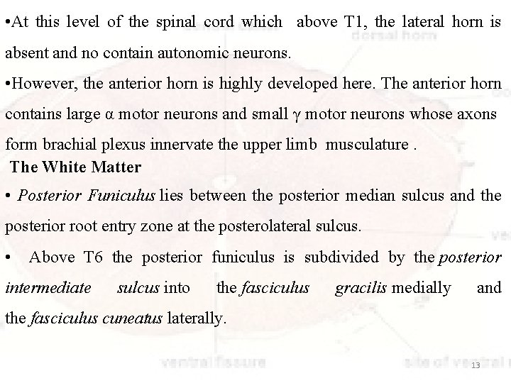  • At this level of the spinal cord which above T 1, the