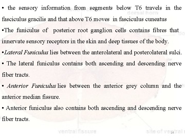  • the sensory information from segments below T 6 travels in the fasciculus