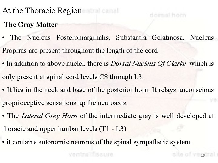 At the Thoracic Region The Gray Matter • The Nucleus Posteromarginalis, Substantia Gelatinosa, Nucleus