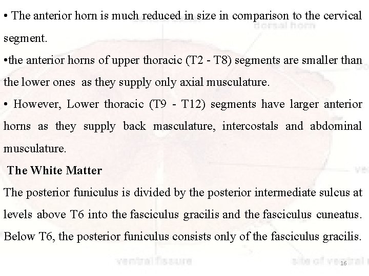 • The anterior horn is much reduced in size in comparison to the