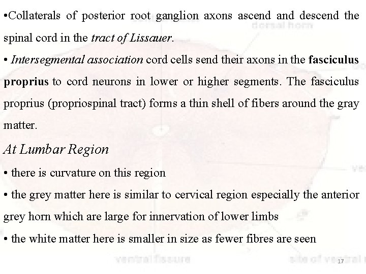  • Collaterals of posterior root ganglion axons ascend and descend the spinal cord