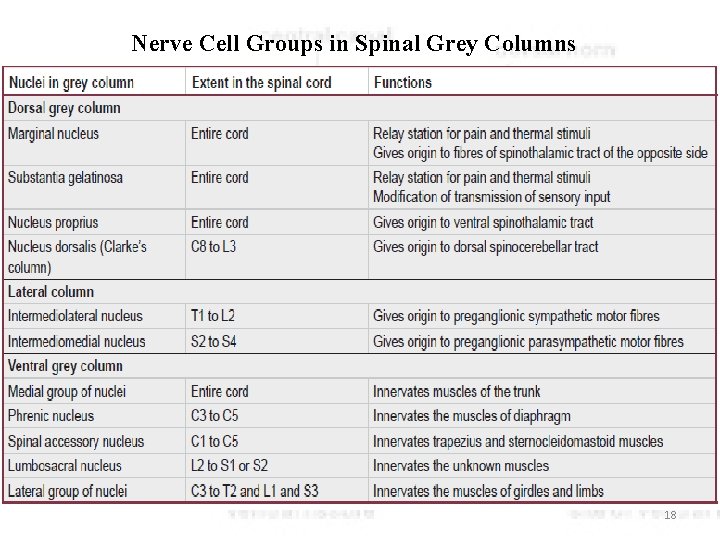 Nerve Cell Groups in Spinal Grey Columns 18 