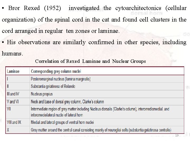  • Bror Rexed (1952) investigated the cytoarchitectonics (cellular organization) of the spinal cord