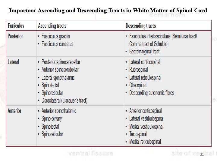 Important Ascending and Descending Tracts in White Matter of Spinal Cord 21 