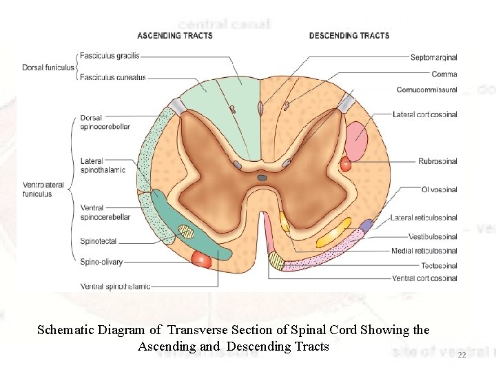 Schematic Diagram of Transverse Section of Spinal Cord Showing the Ascending and Descending Tracts
