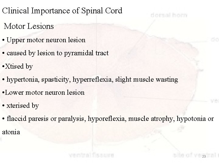 Clinical Importance of Spinal Cord Motor Lesions • Upper motor neuron lesion • caused