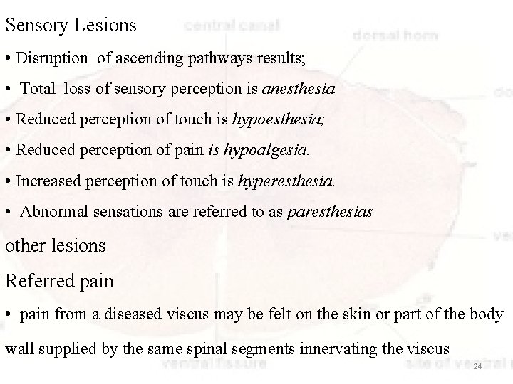 Sensory Lesions • Disruption of ascending pathways results; • Total loss of sensory perception