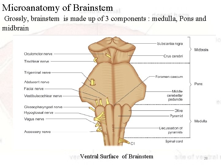 Microanatomy of Brainstem Grossly, brainstem is made up of 3 components : medulla, Pons