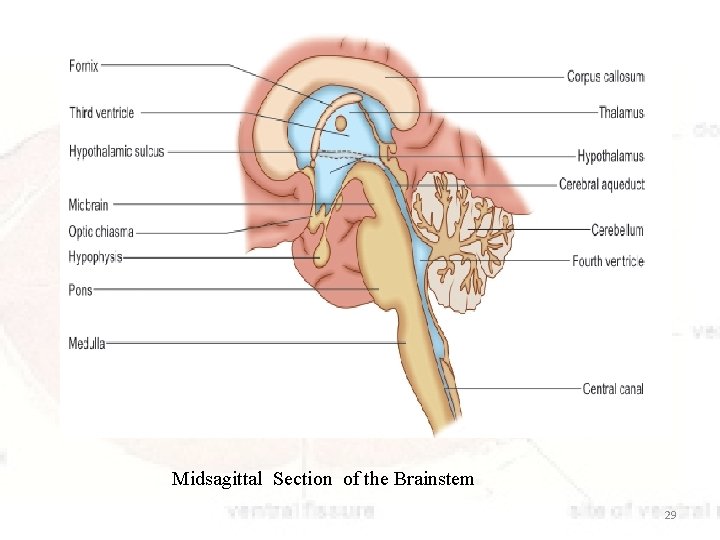 Midsagittal Section of the Brainstem 29 