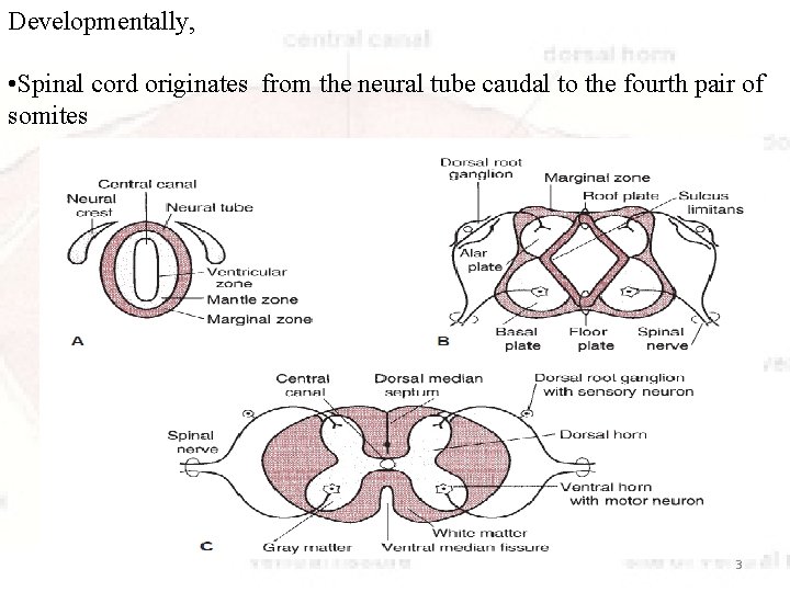 Developmentally, • Spinal cord originates from the neural tube caudal to the fourth pair