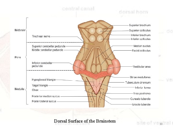 Dorsal Surface of the Brainstem 30 
