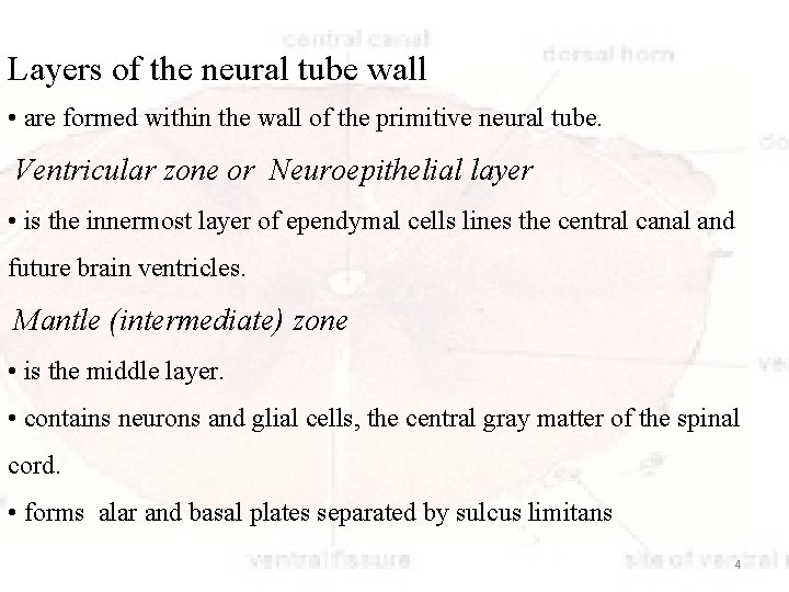 Layers of the neural tube wall • are formed within the wall of the