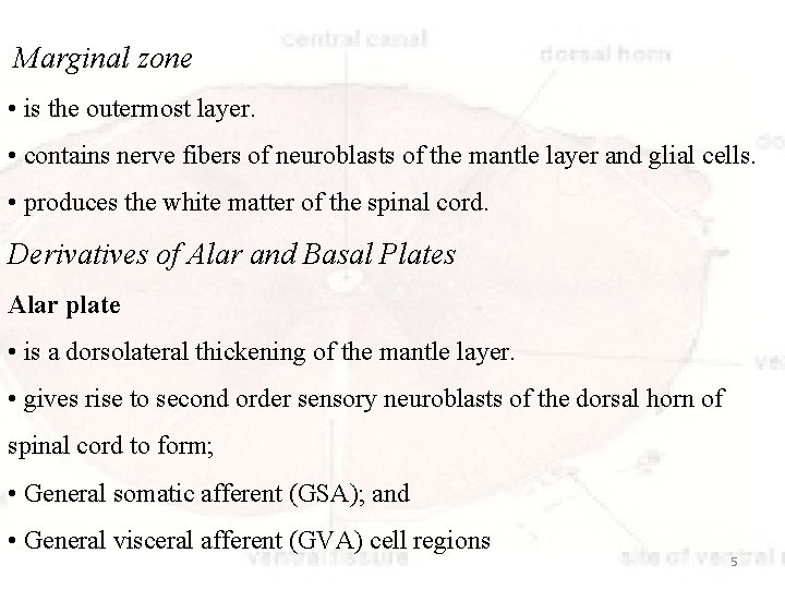 Marginal zone • is the outermost layer. • contains nerve fibers of neuroblasts of