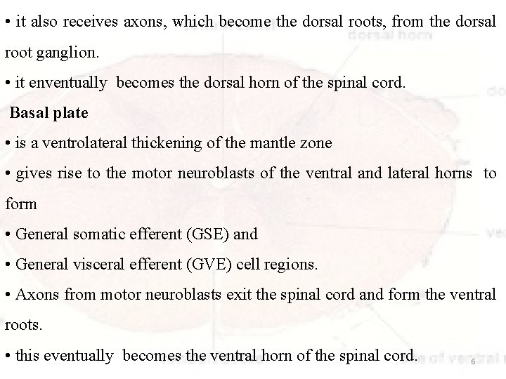  • it also receives axons, which become the dorsal roots, from the dorsal
