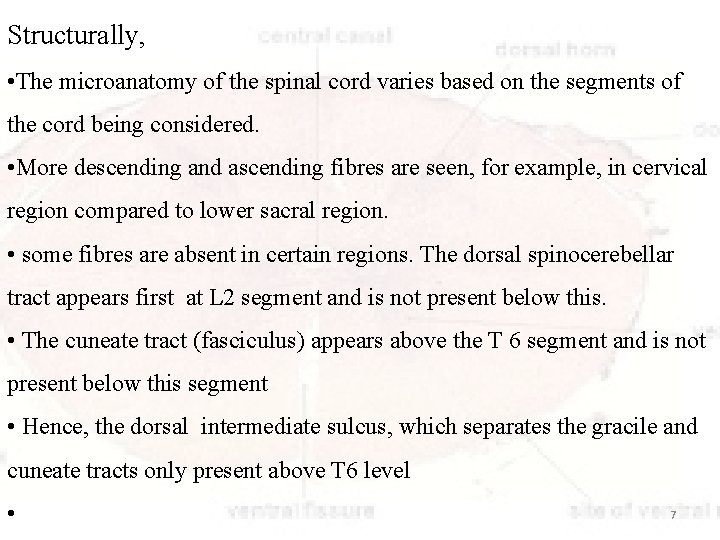 Structurally, • The microanatomy of the spinal cord varies based on the segments of