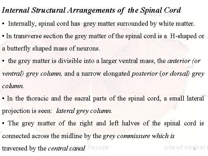 Internal Structural Arrangements of the Spinal Cord • Internally, spinal cord has grey matter