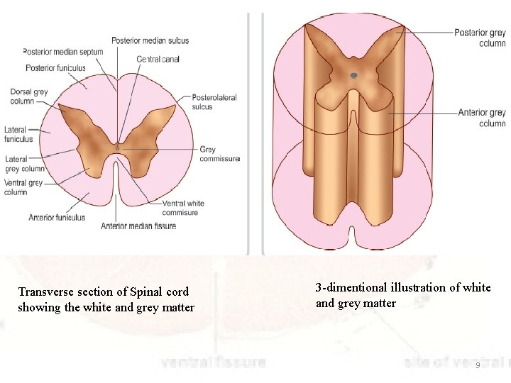 Transverse section of Spinal cord showing the white and grey matter 3 -dimentional illustration