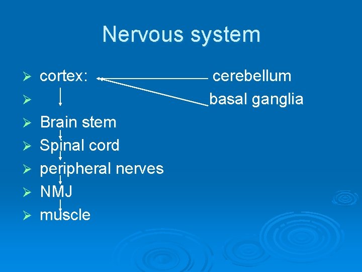 Nervous system Ø cortex: Ø Ø Ø Brain stem Spinal cord peripheral nerves NMJ