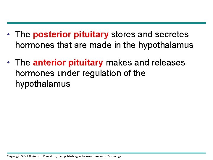  • The posterior pituitary stores and secretes hormones that are made in the
