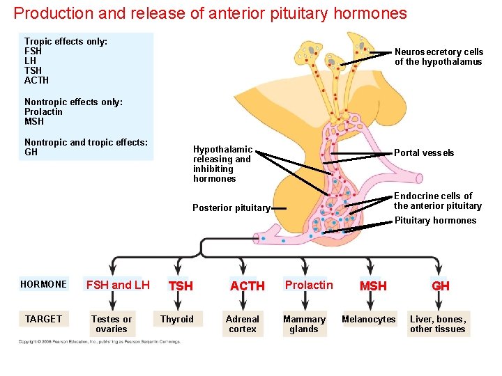 Production and release of anterior pituitary hormones Tropic effects only: FSH LH TSH ACTH