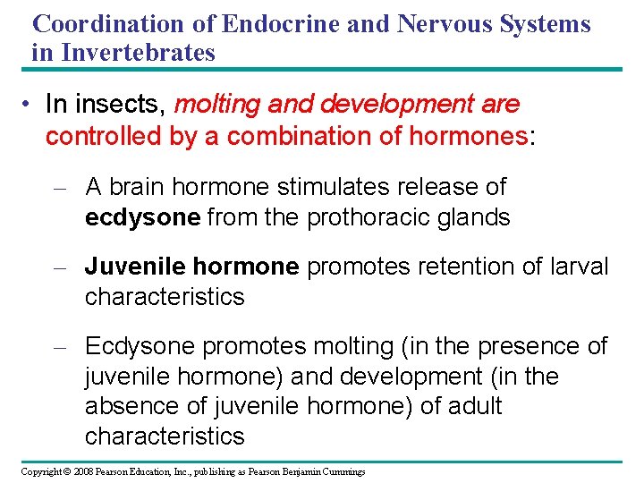 Coordination of Endocrine and Nervous Systems in Invertebrates • In insects, molting and development