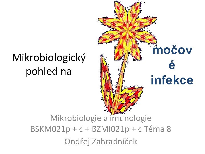 Mikrobiologický pohled na močov é infekce Mikrobiologie a imunologie BSKM 021 p + c