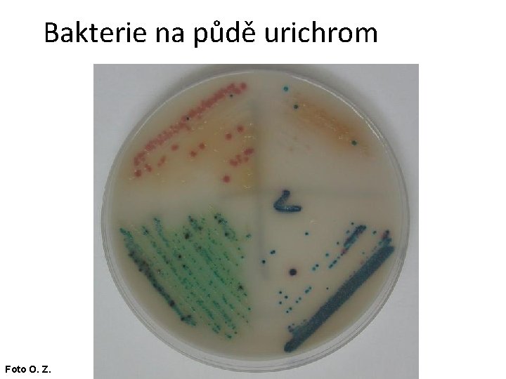 Bakterie na půdě urichrom Foto O. Z. 