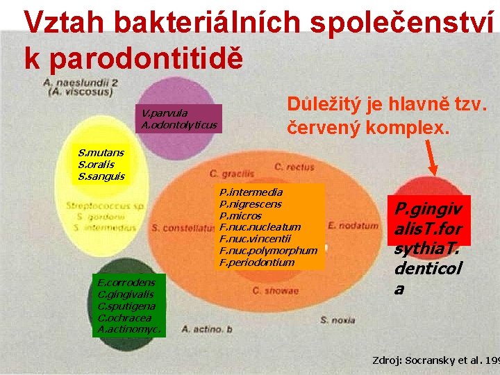 Vztah bakteriálních společenství k parodontitidě V. parvula A. odontolyticus Důležitý je hlavně tzv. červený