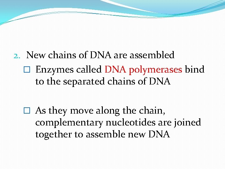 2. New chains of DNA are assembled � Enzymes called DNA polymerases bind to