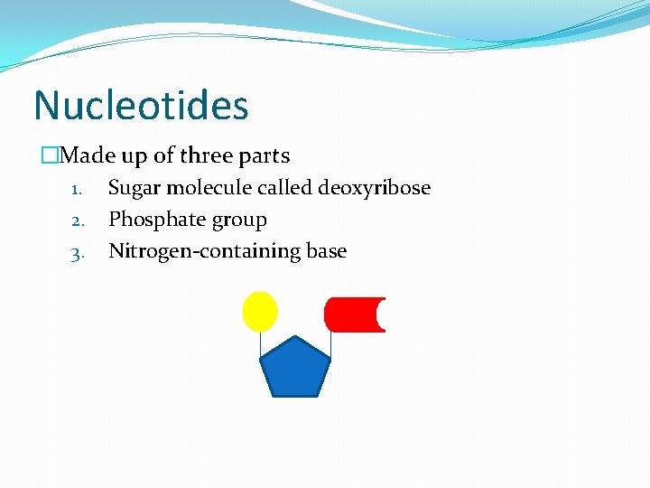 Nucleotides �Made up of three parts 1. Sugar molecule called deoxyribose 2. Phosphate group