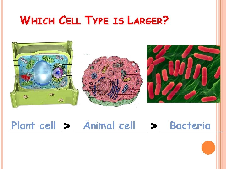 WHICH CELL TYPE IS LARGER? Plant cell > _______ Animal cell > ______ Bacteria
