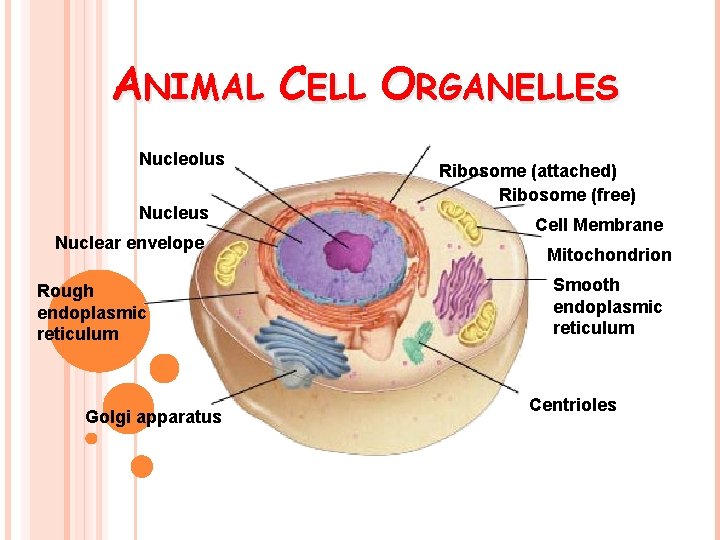 ANIMAL CELL ORGANELLES Nucleolus Nuclear envelope Rough endoplasmic reticulum Golgi apparatus Ribosome (attached) Ribosome