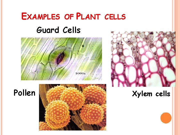EXAMPLES OF PLANT CELLS Guard Cells Pollen Xylem cells 