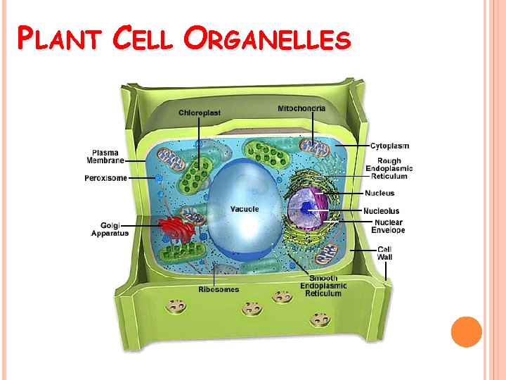 PLANT CELL ORGANELLES 