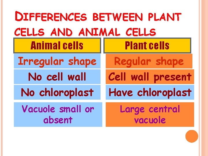 DIFFERENCES BETWEEN PLANT CELLS AND ANIMAL CELLS Animal cells Plant cells Irregular shape No