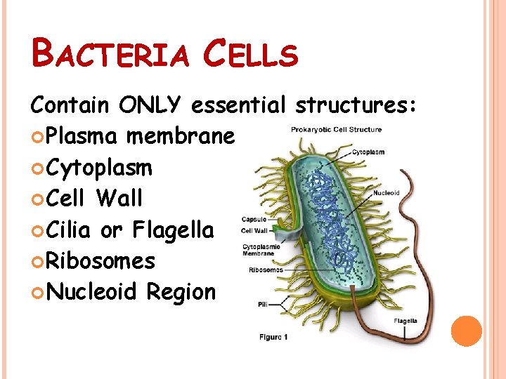 BACTERIA CELLS Contain ONLY essential structures: Plasma membrane Cytoplasm Cell Wall Cilia or Flagella