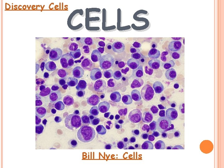 CELLS Discovery Cells Bill Nye: Cells 