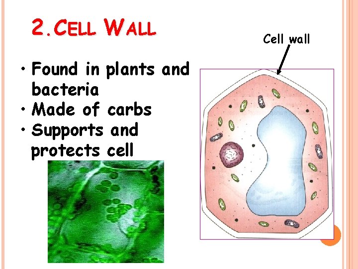 2. CELL WALL • Found in plants and bacteria • Made of carbs •