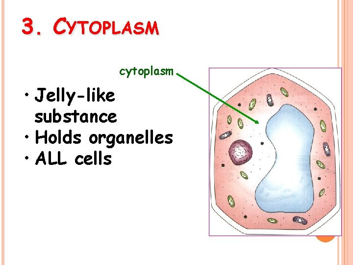 3. CYTOPLASM cytoplasm • Jelly-like substance • Holds organelles • ALL cells 