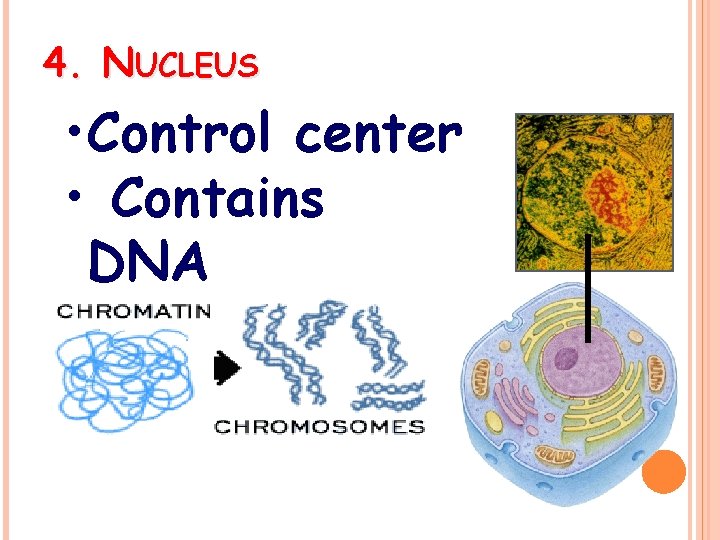 4. NUCLEUS • Control center • Contains DNA 