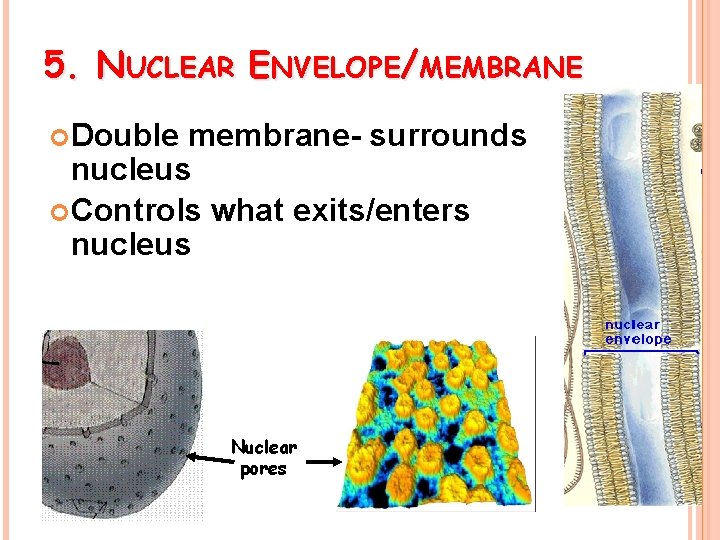 5. NUCLEAR ENVELOPE/MEMBRANE Double membrane- surrounds nucleus Controls what exits/enters nucleus Nuclear pores 