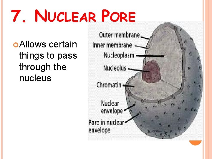 7. NUCLEAR PORE Allows certain things to pass through the nucleus 