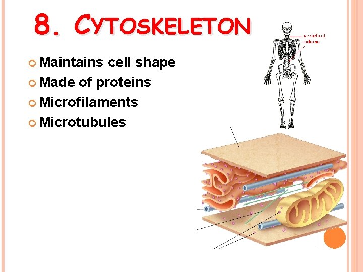 8. CYTOSKELETON Maintains cell shape Made of proteins Microfilaments Microtubules 